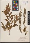 Foto von Salix daphnoides Vill. x Salix viminalis L.